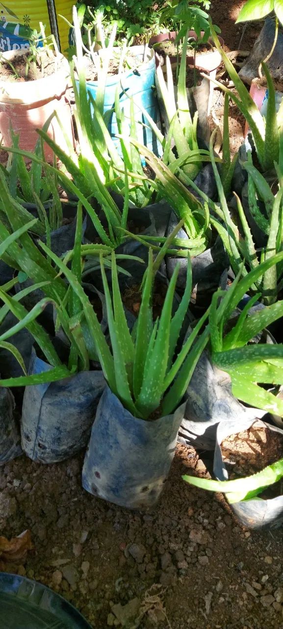 Babosa Aloe e Vera 
