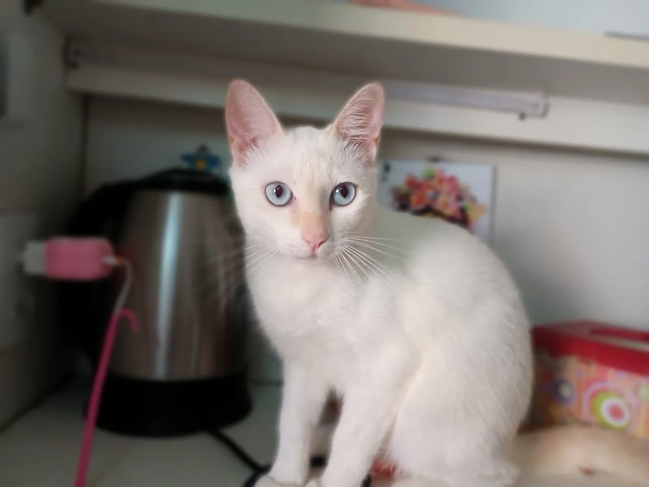 Gata fêmea filhote para adoção 