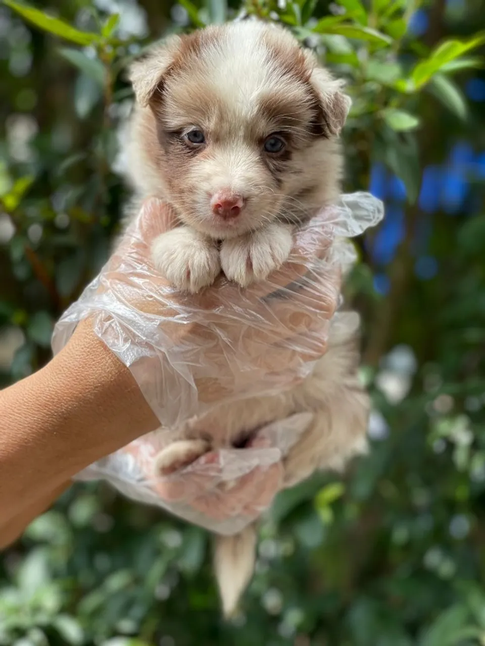 Filhote de Border Collie - O Melhor Amigo Espera por Você!