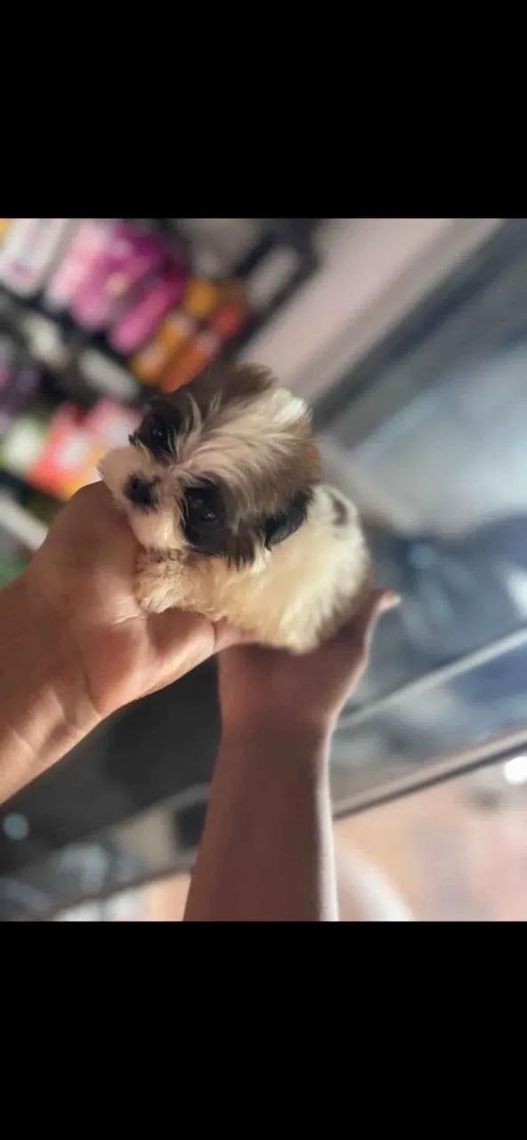 Para doação  - Foto 5