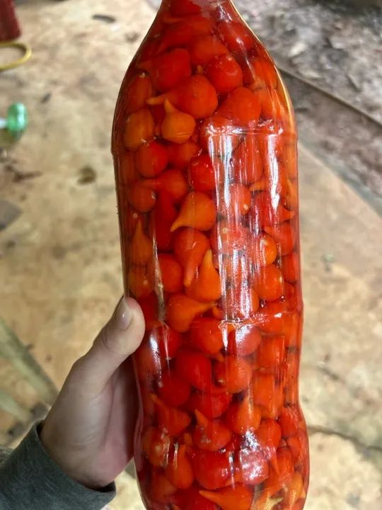 Pimenta biquinho  - Foto 2