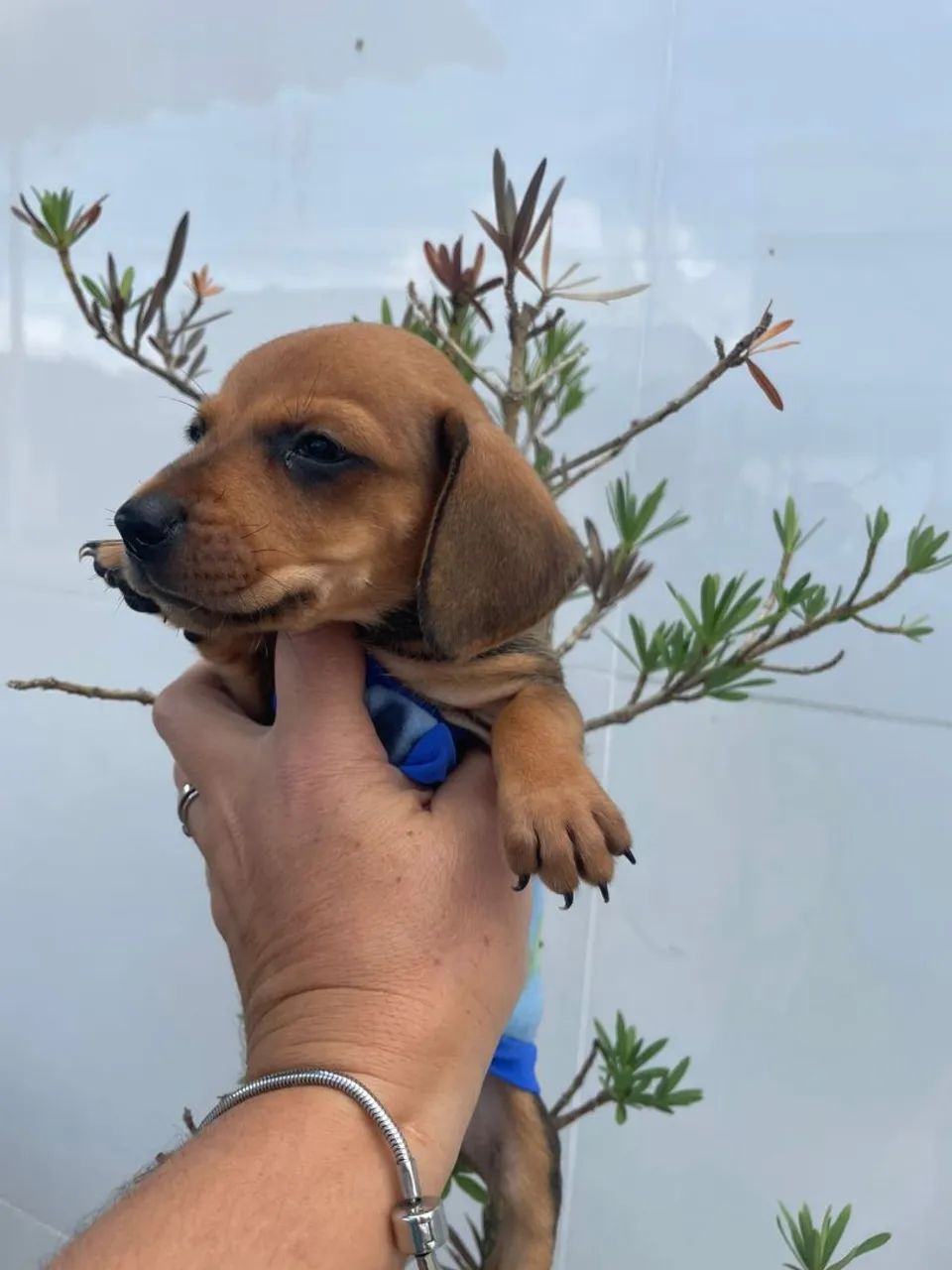 Filhote de Dachshund - Foto 2