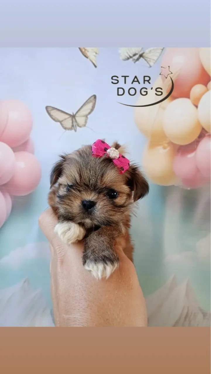Shihtzu mini