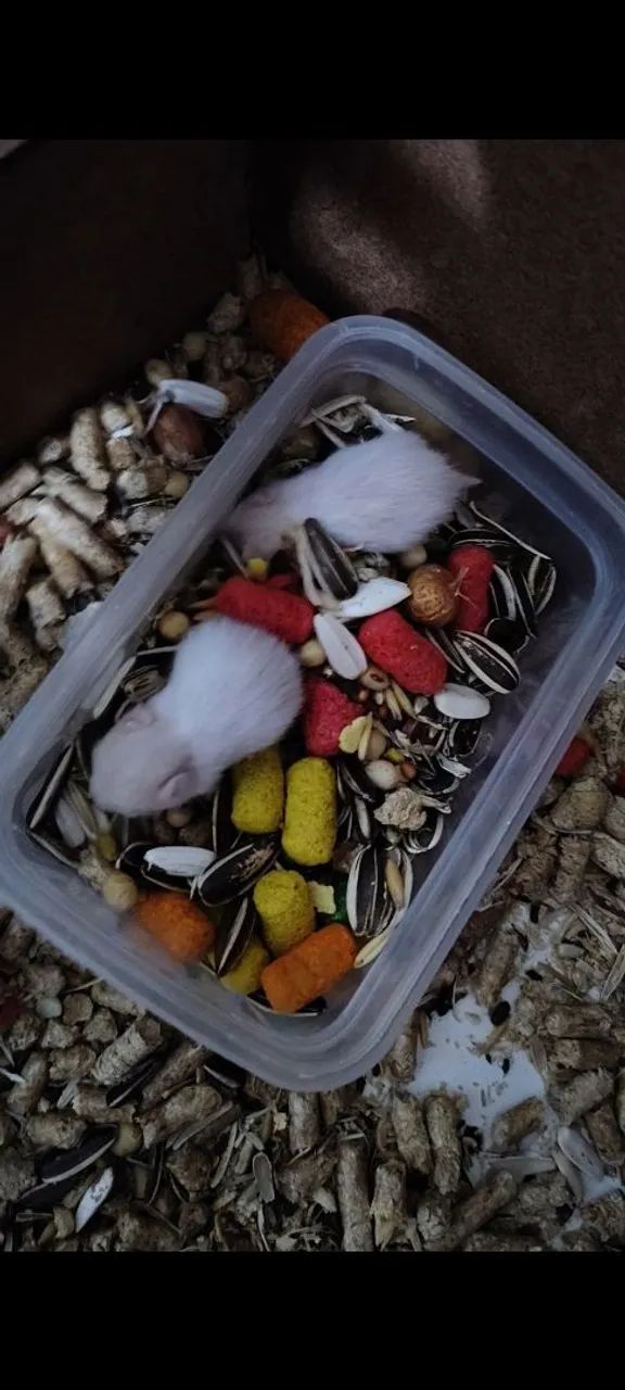  hamsters fofinhos para adoção