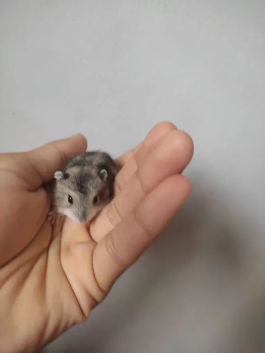 Hamster Anão Russo 