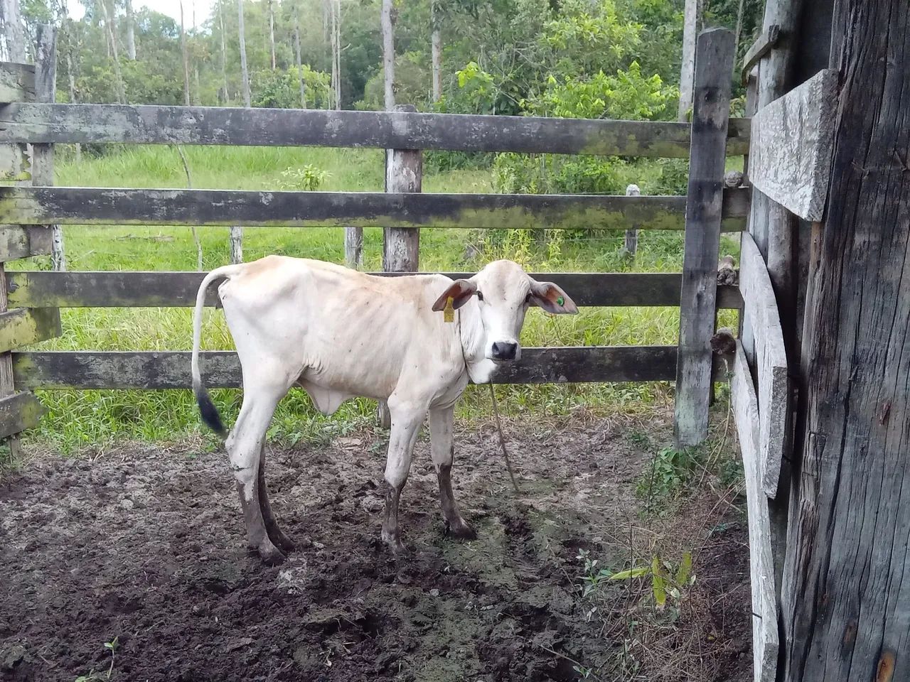 Bezerro Zebu - Raça Nelore - Foto 3