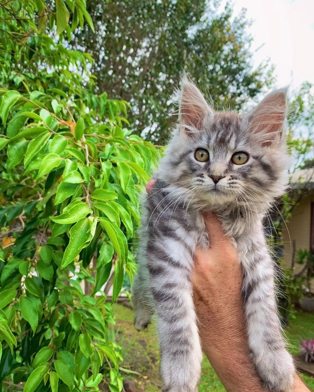 Filhote de gato Maine Coon