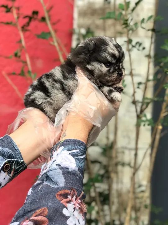 Spitz Alemão trabalhamos com mais de 20 raças. - Foto 3