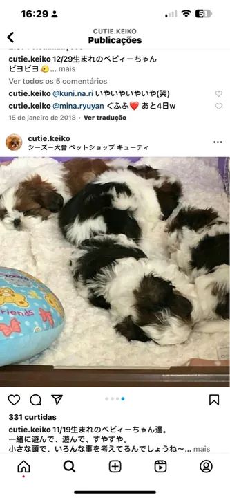 Shih Tzu filhotes mini diversas cores ac cartão  - Foto 3