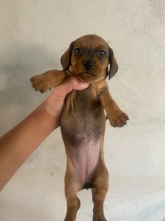 Cachorro Cofap - Foto 2