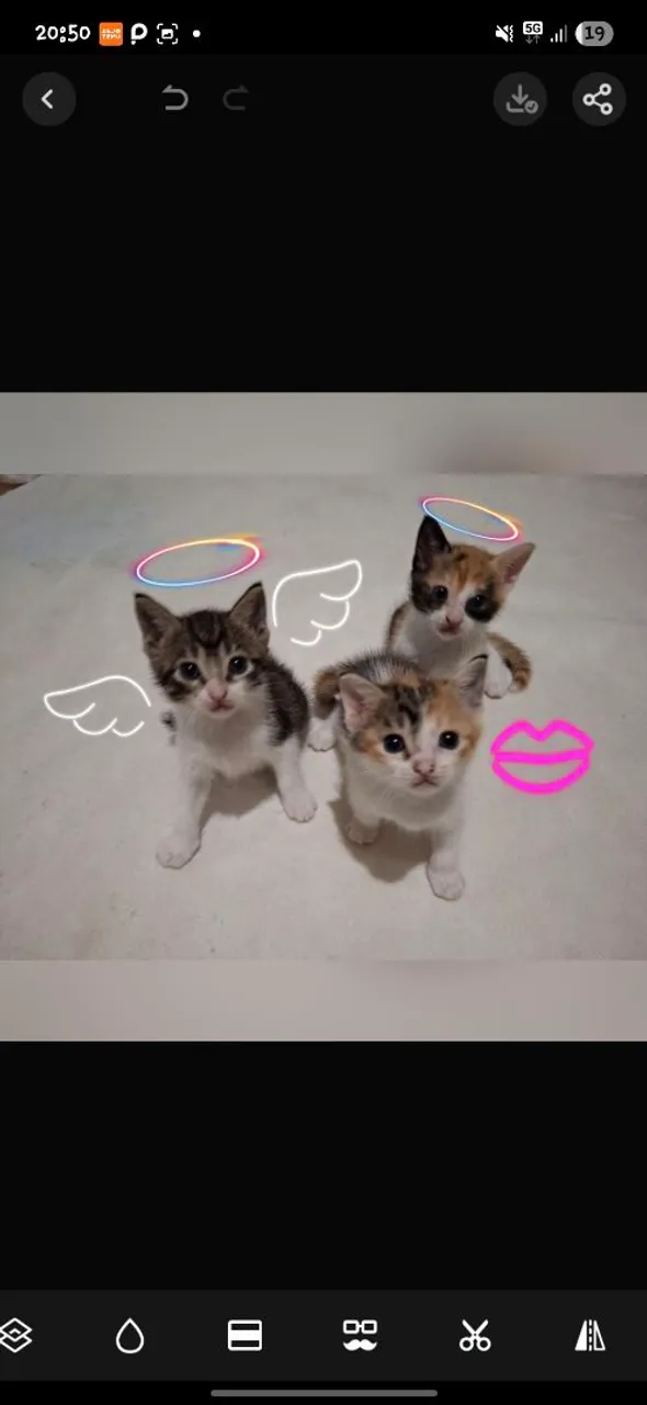 Gatinhos fofos e carinhosos para adoção!