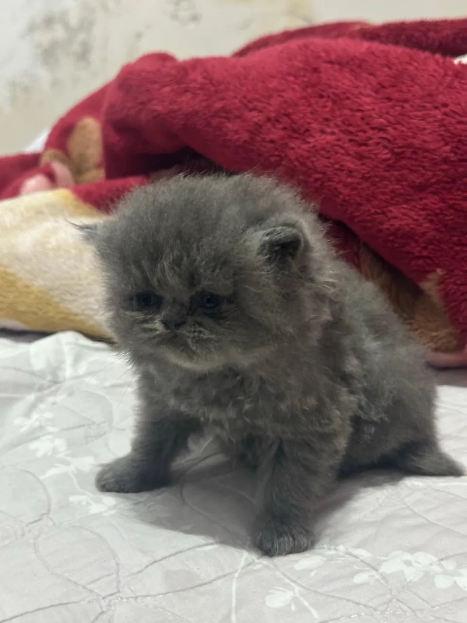 Gato persa  - Foto 4