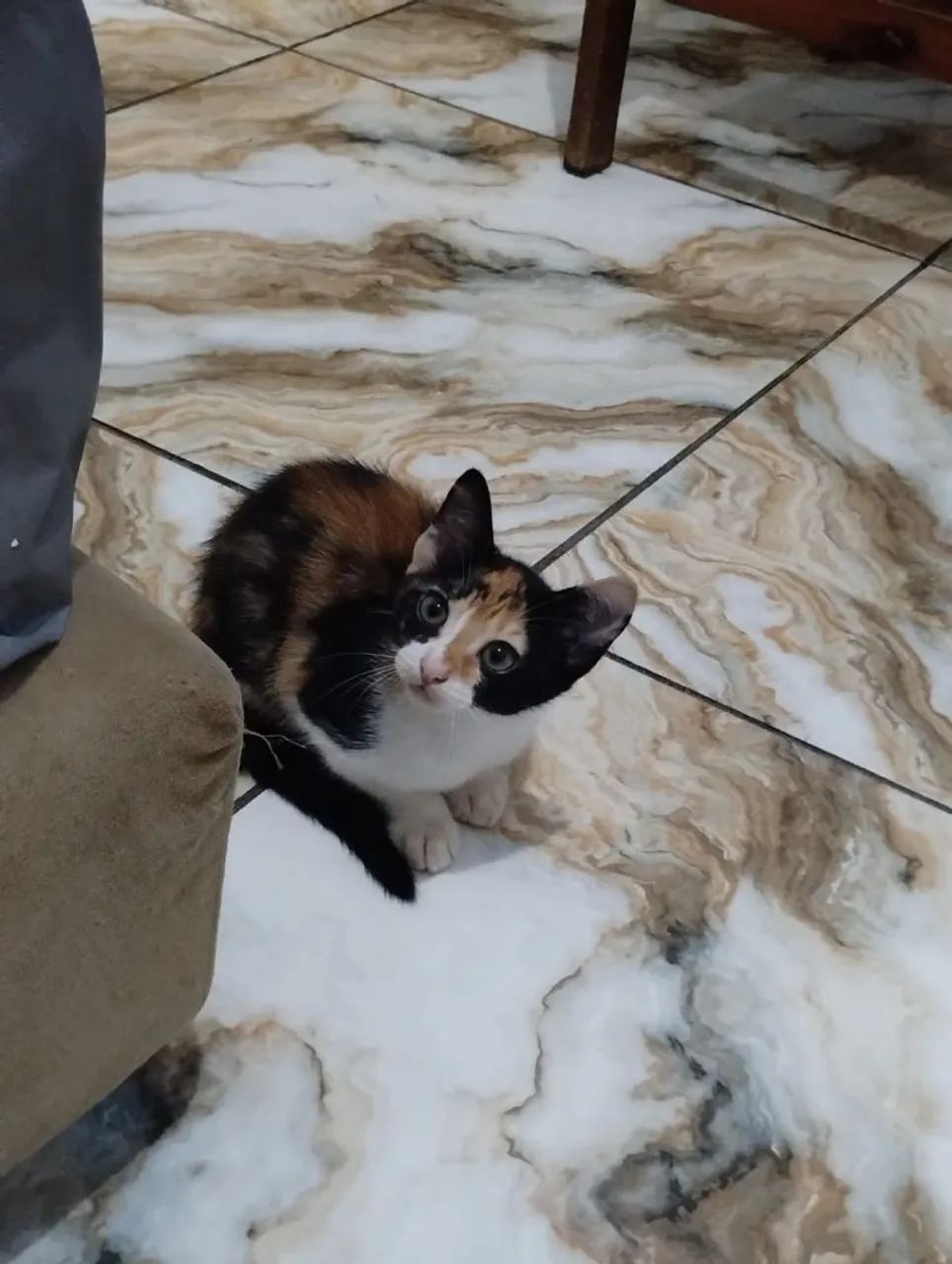 Adoção dessas li das gatinhas. Garanto a castração!  - Foto 6