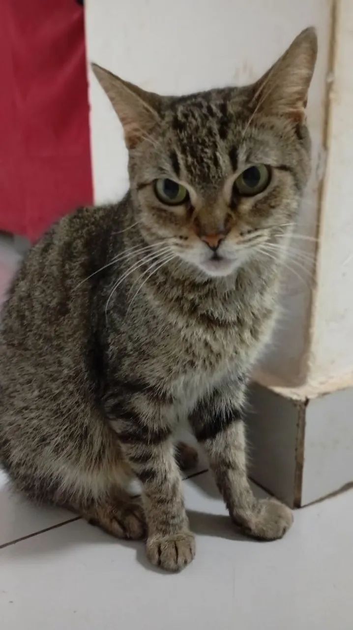 Doação de gata castrada - Foto 5