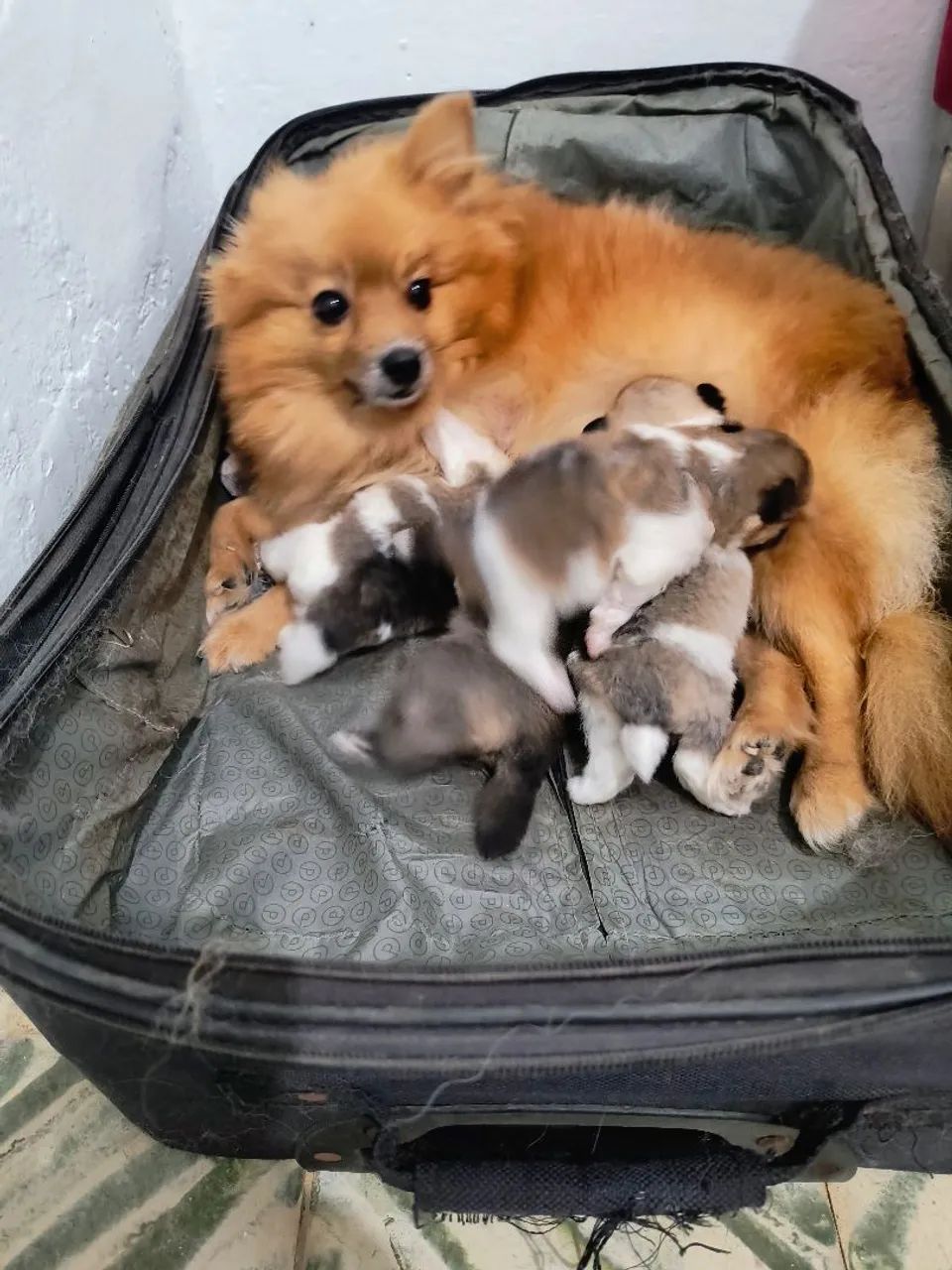 Lindos Spitz 