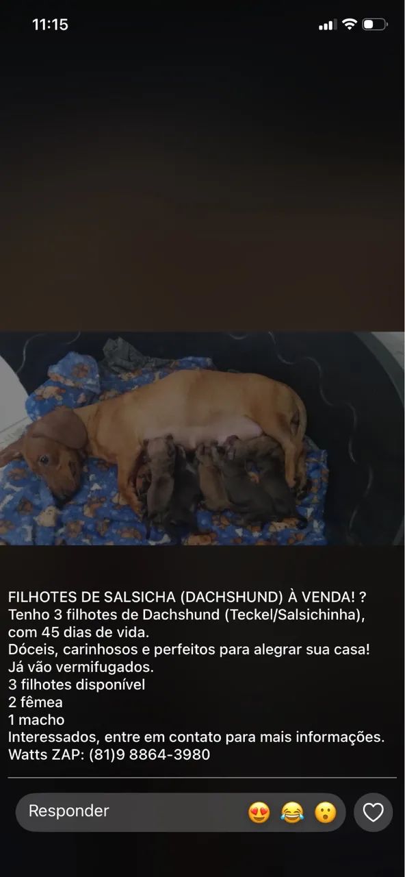 Filhote de cachorro salsicha 