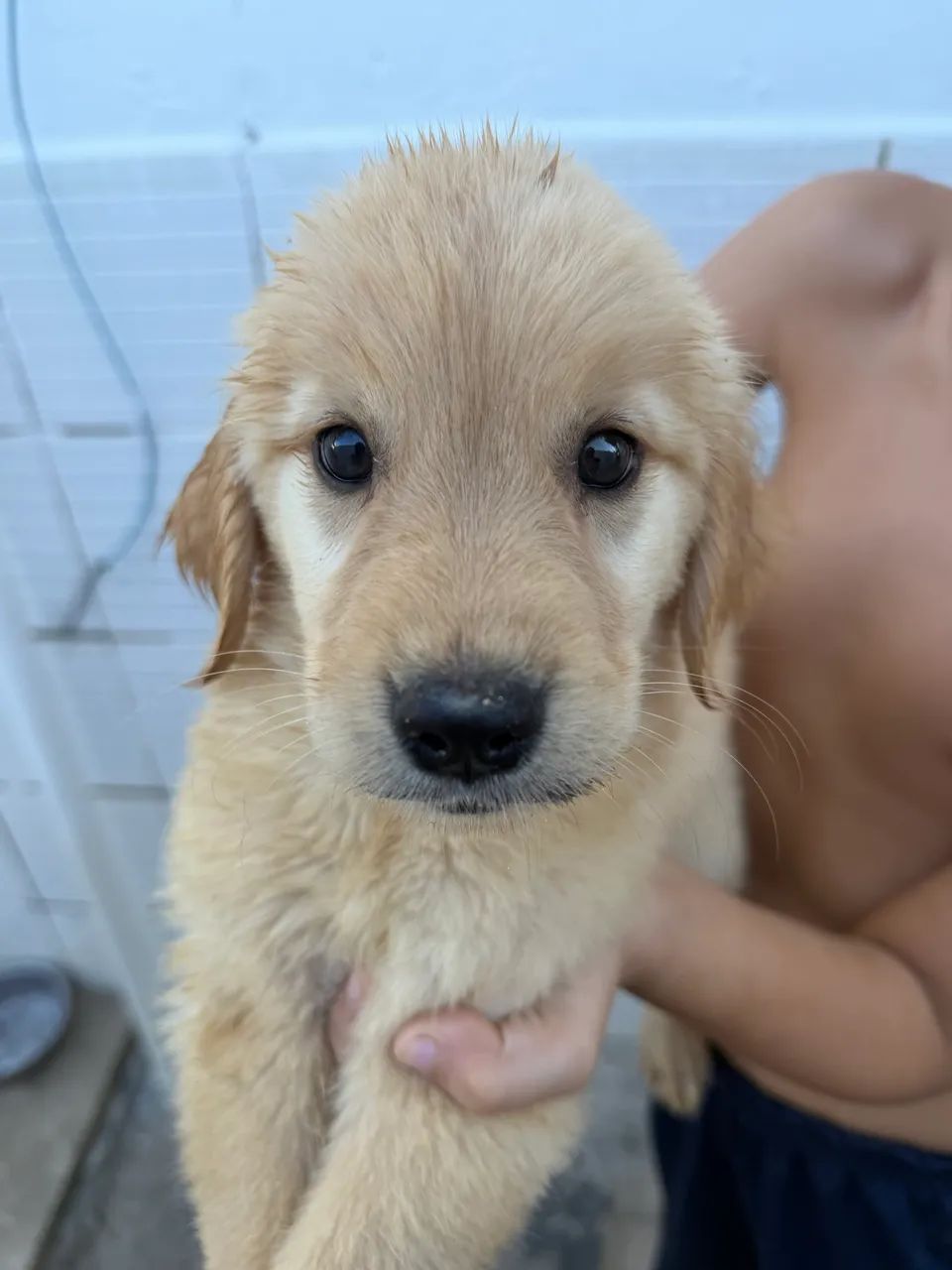 Golden retriever  - Foto 3