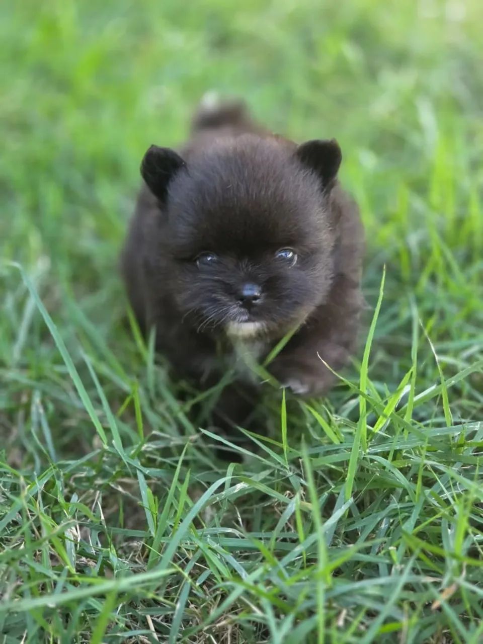 Spitz Alemão Anão macho com pedigree