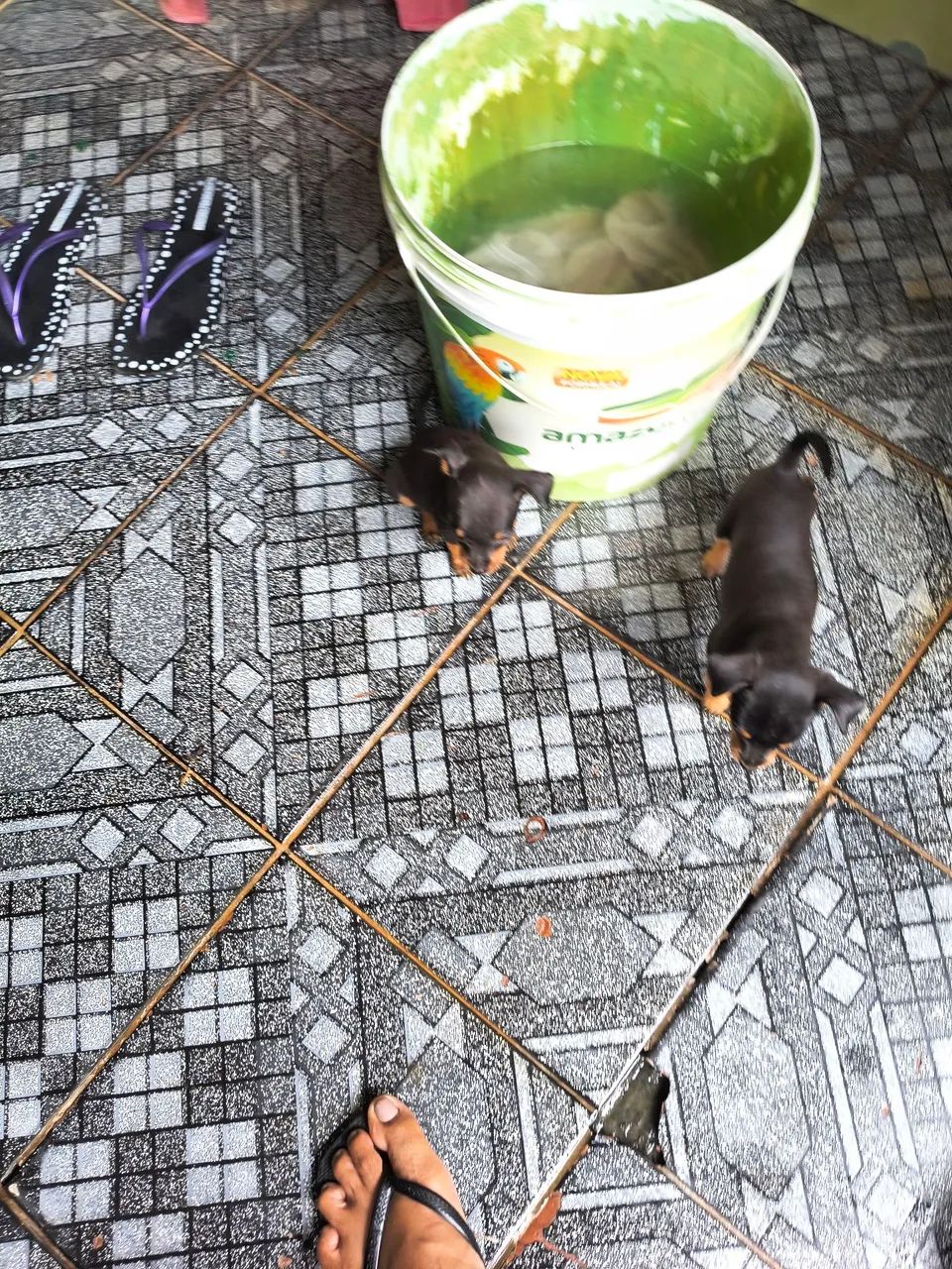 ESTOU VENDENDO PINSCHER FILHOTE  - Foto 5