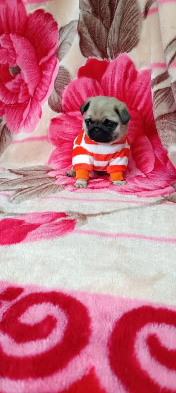 Filhote de pug  - Foto 2