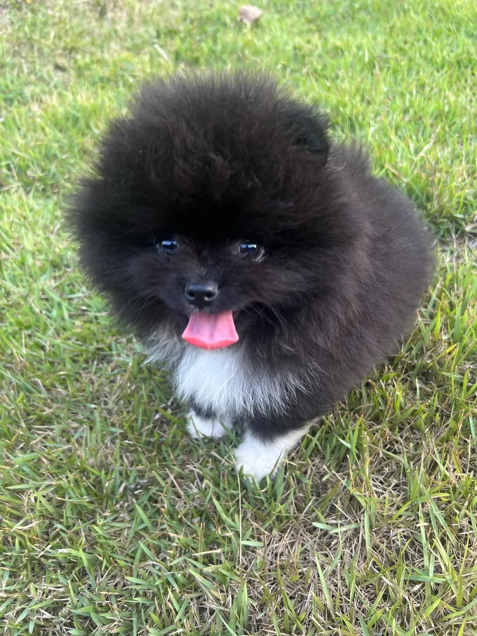 Spitz alemão anão - Foto 3