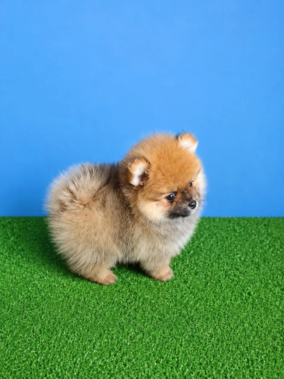 Cachorros e acessórios  - Foto 3