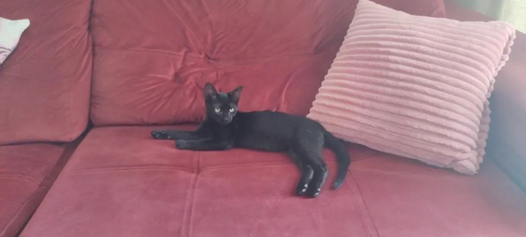 Doa gatinha+ kit rosa+areia - Foto 2