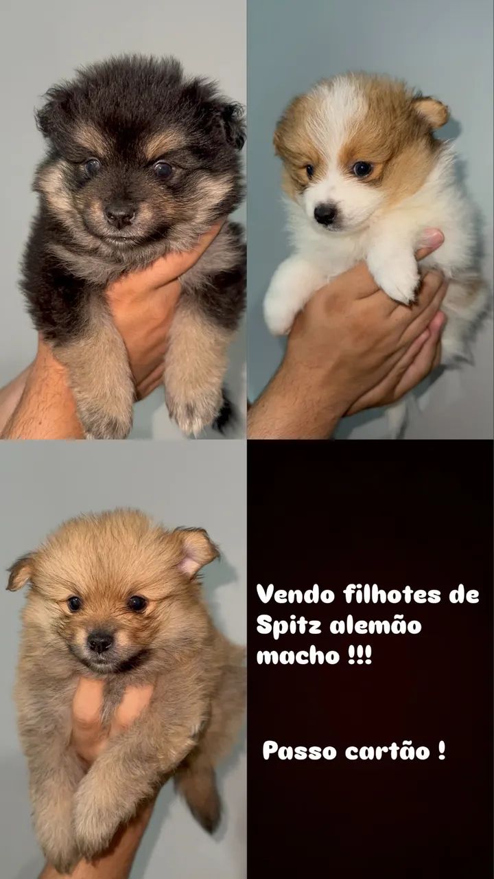 Filhotes Spitz alemão  - Foto 2