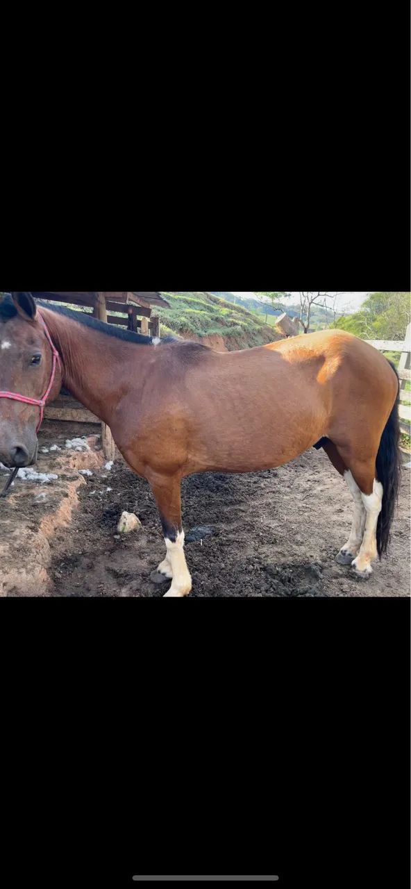 Cavalo marcha batida - Foto 5