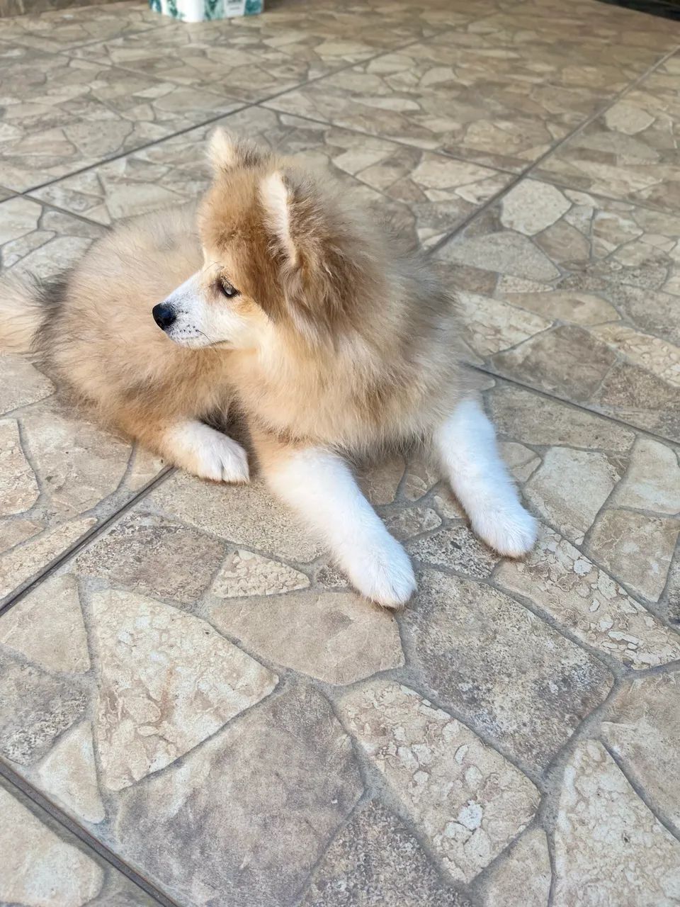 Pomsky f2 macho - Foto 4