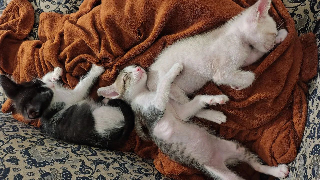 Zé Quindim (3 meses) para doação  - Foto 3