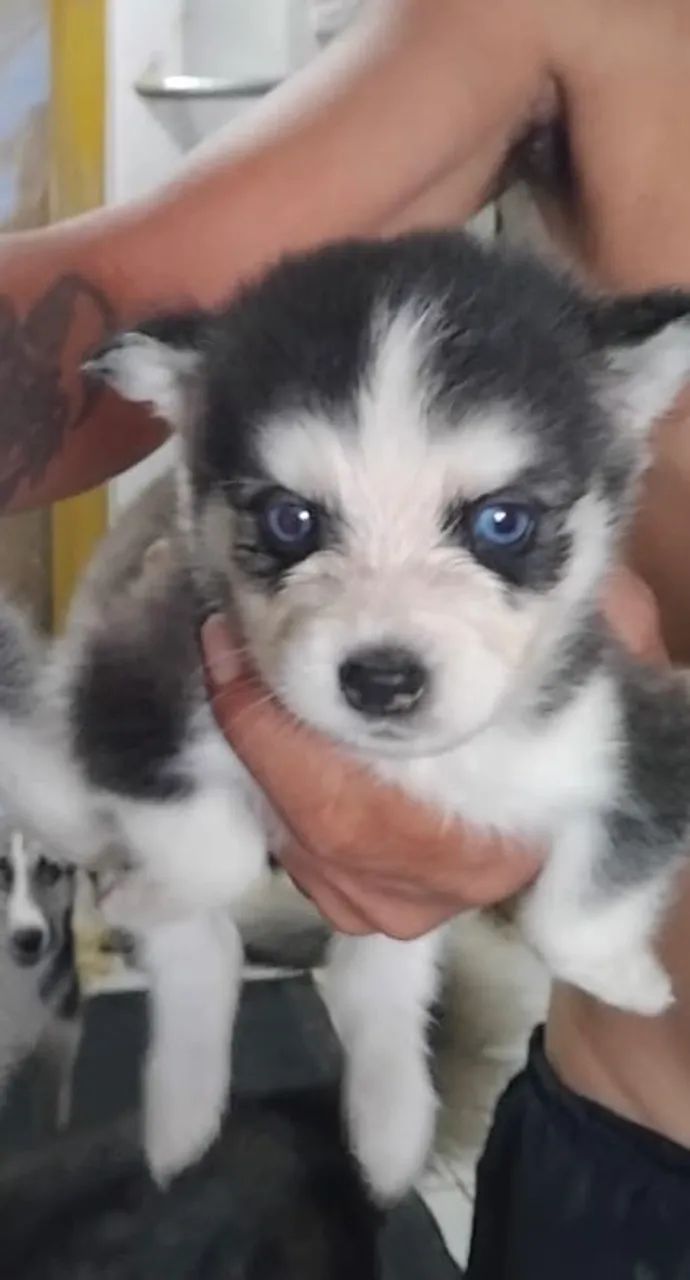 Cachorra husky siberiano 