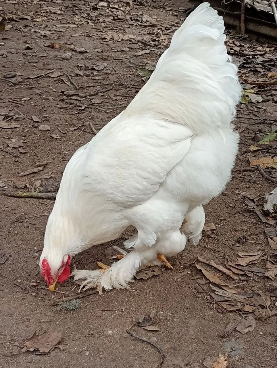 Frangos Brahma  - Foto 3