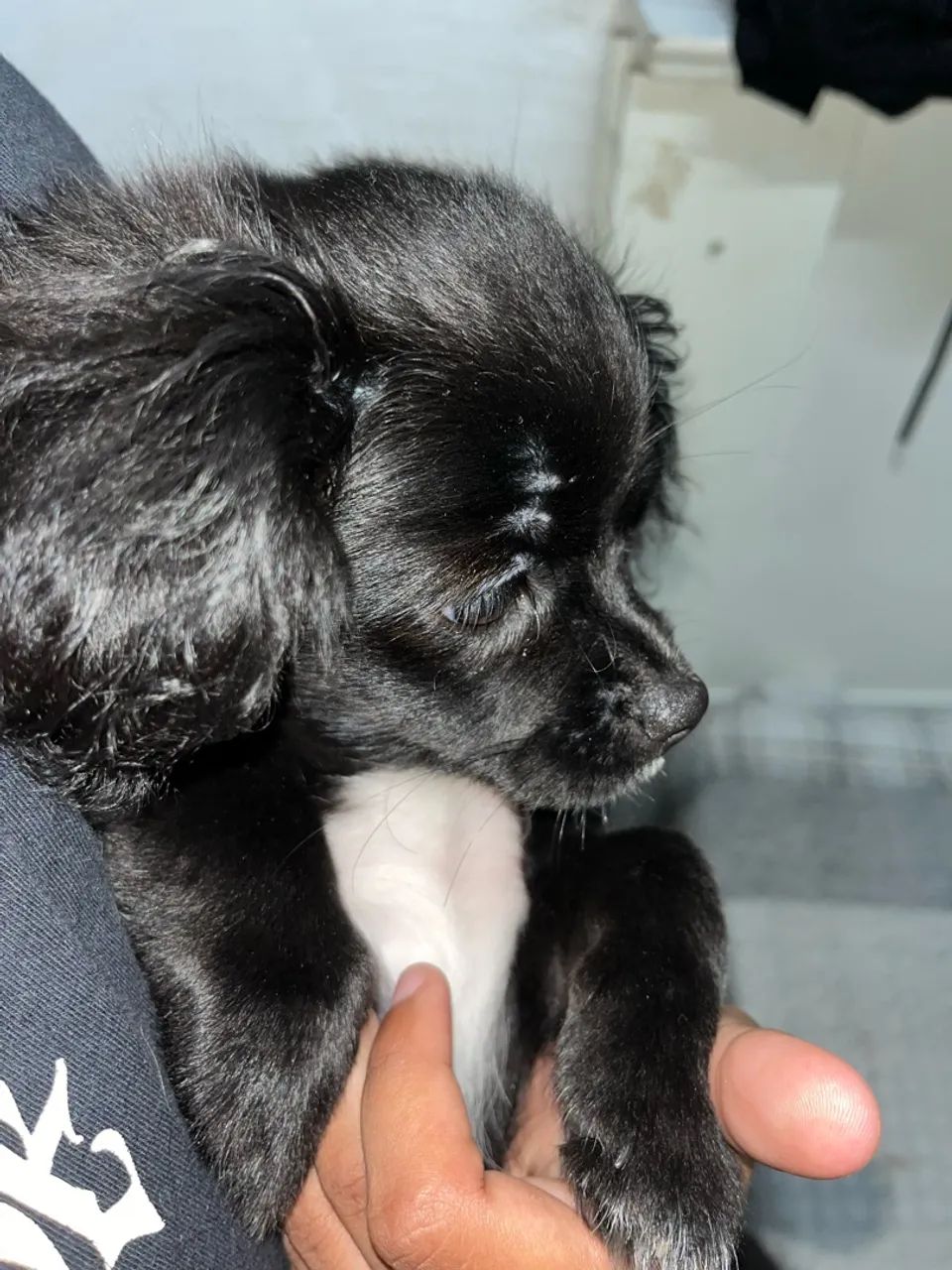 Cachorro shih tzu femea - Foto 2