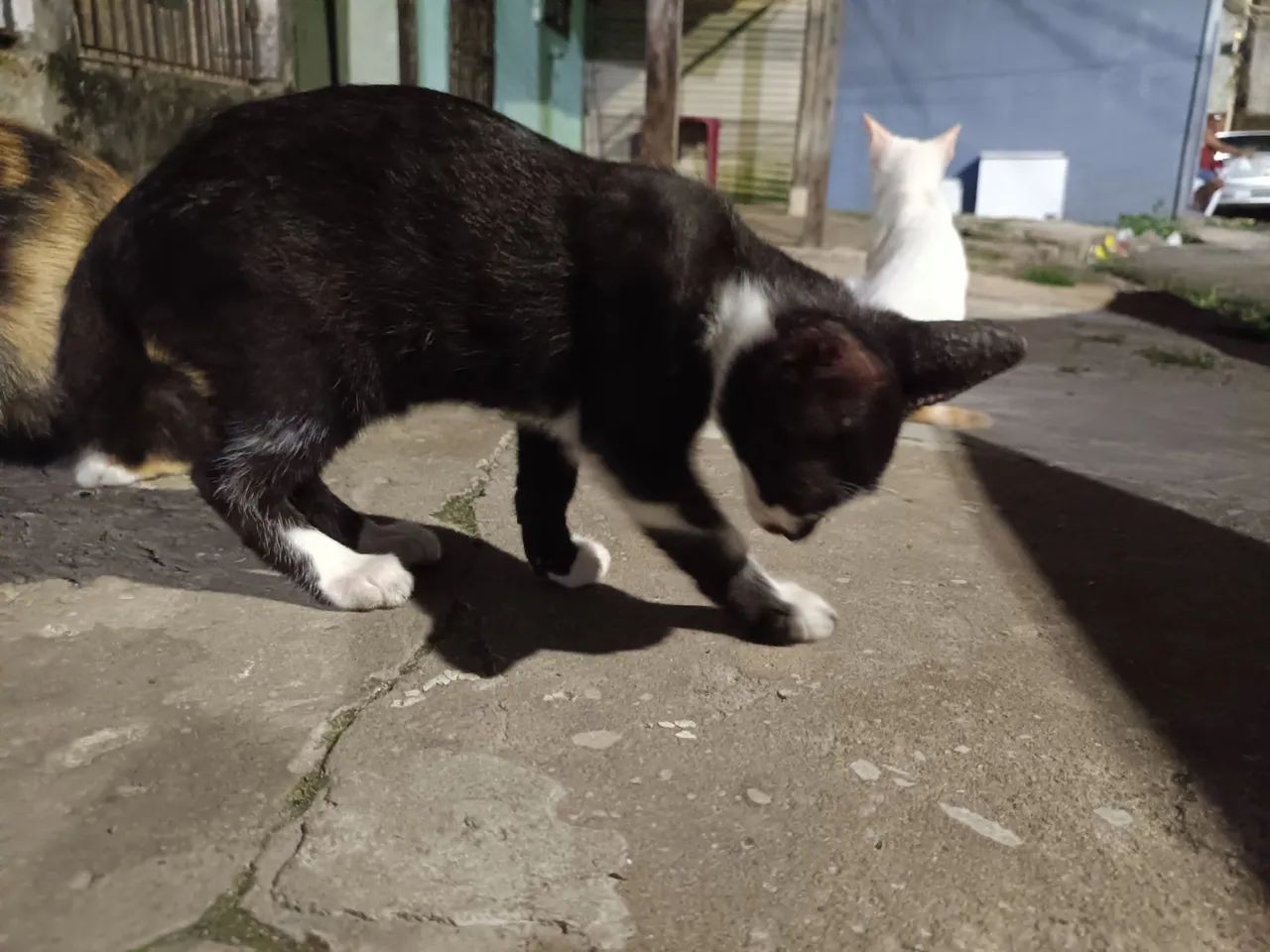 filhotes de gato - Foto 3