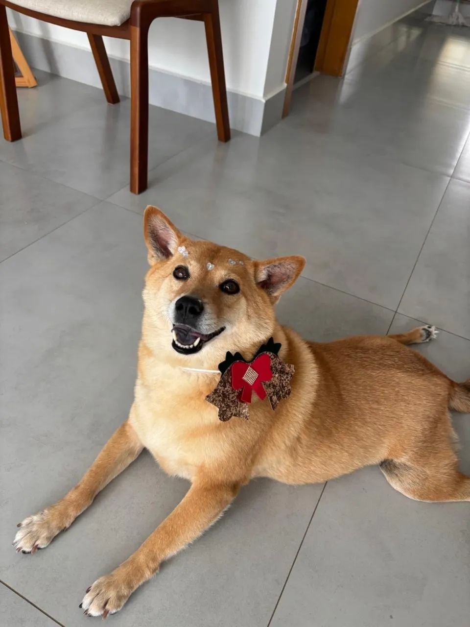 Adoção  - Foto 2