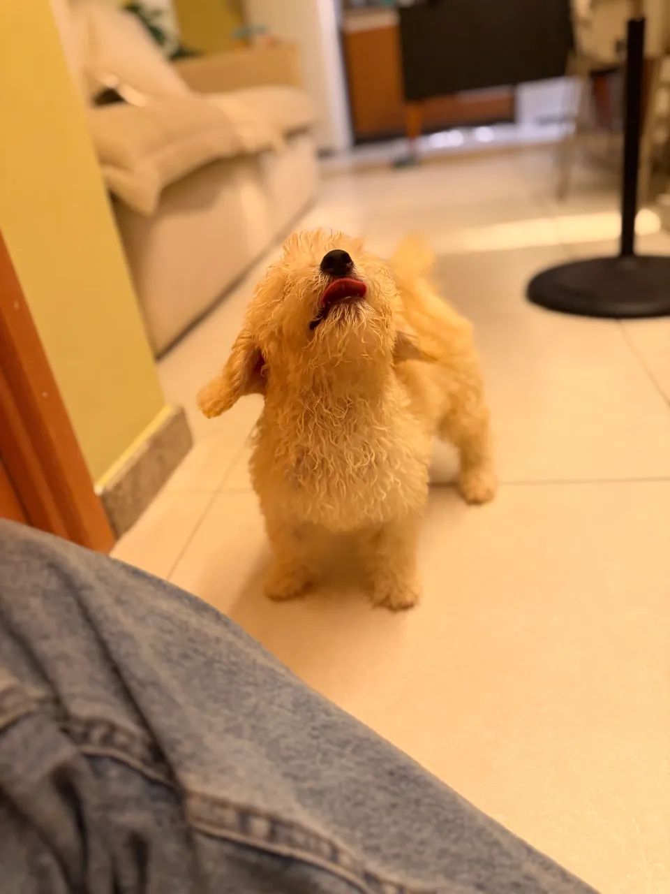 Poodle  - Foto 5