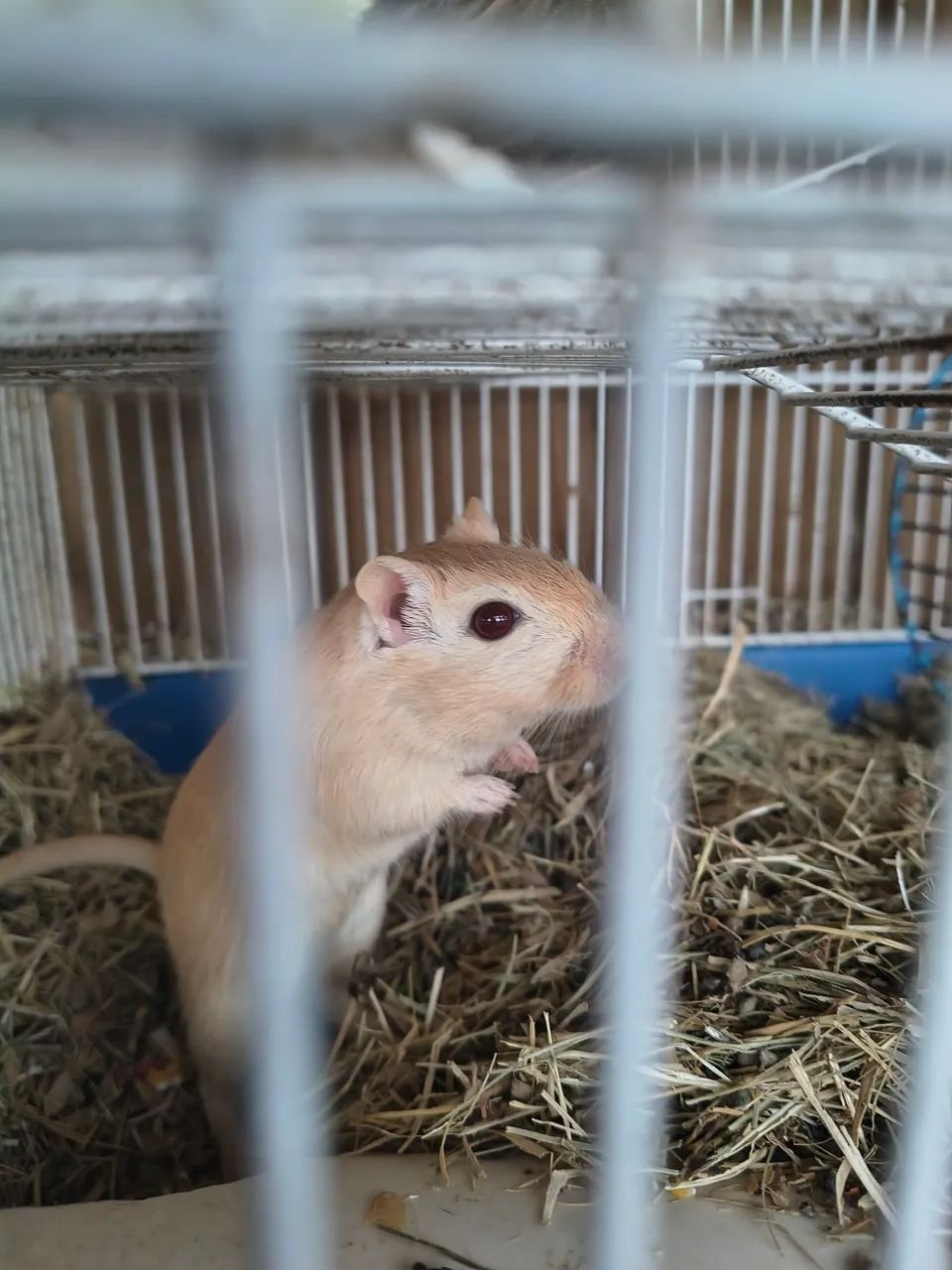 Esquilos da mongolia ( Gerbil )  - Foto 3