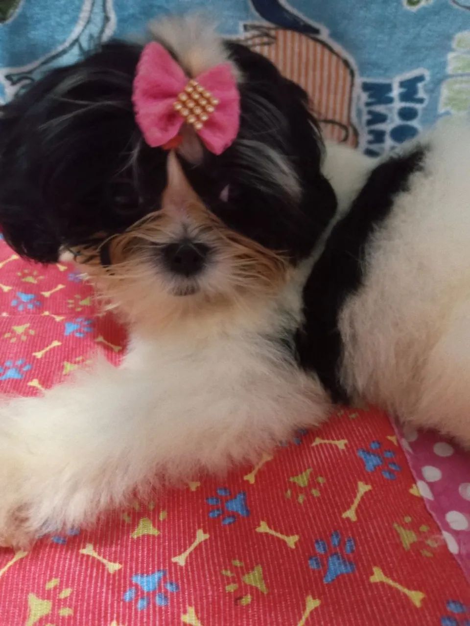 Cachorro shitzu - Foto 3