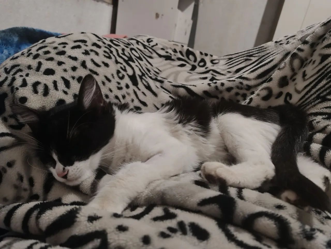 Doação de gata castrada  - Foto 2
