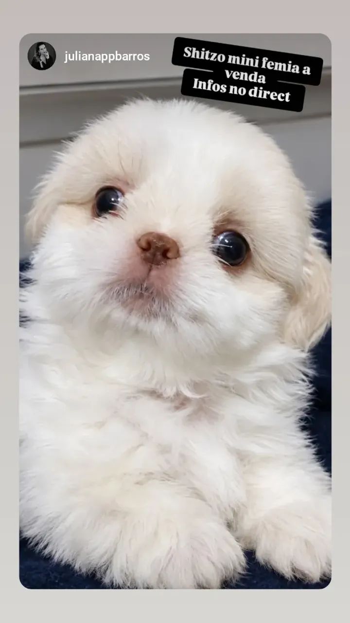 Cachorro raça shitzo 