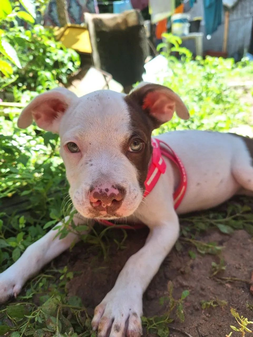 Filhote de Pitbull  - Foto 4