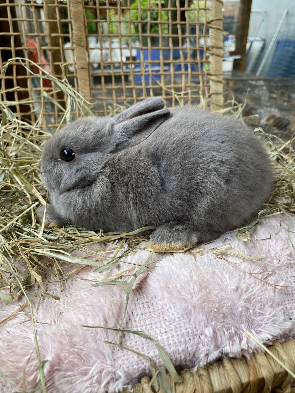 Coelhos anões Netherland Dwarf  - Foto 2