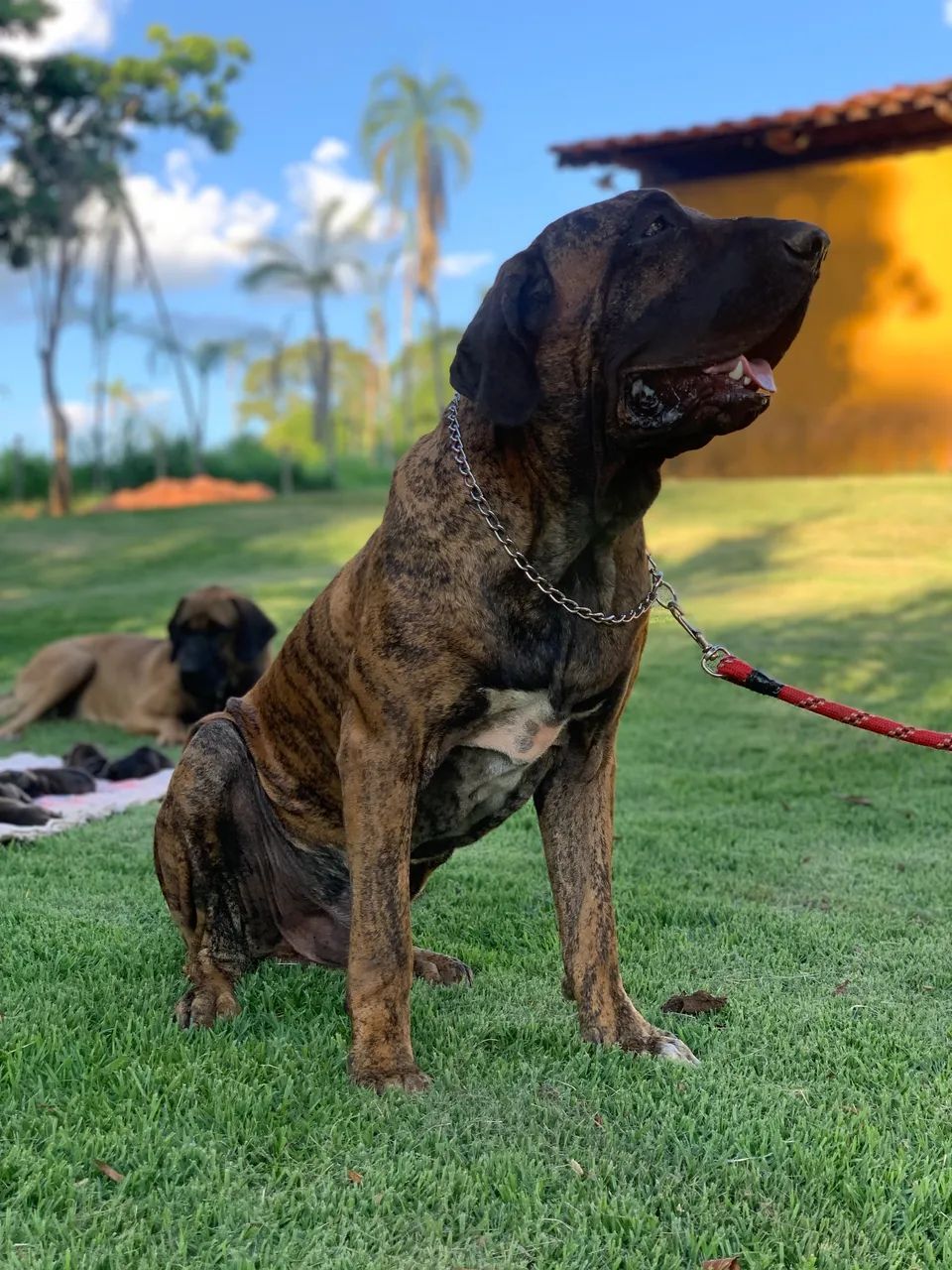 Fila Brasileiro - Foto 2