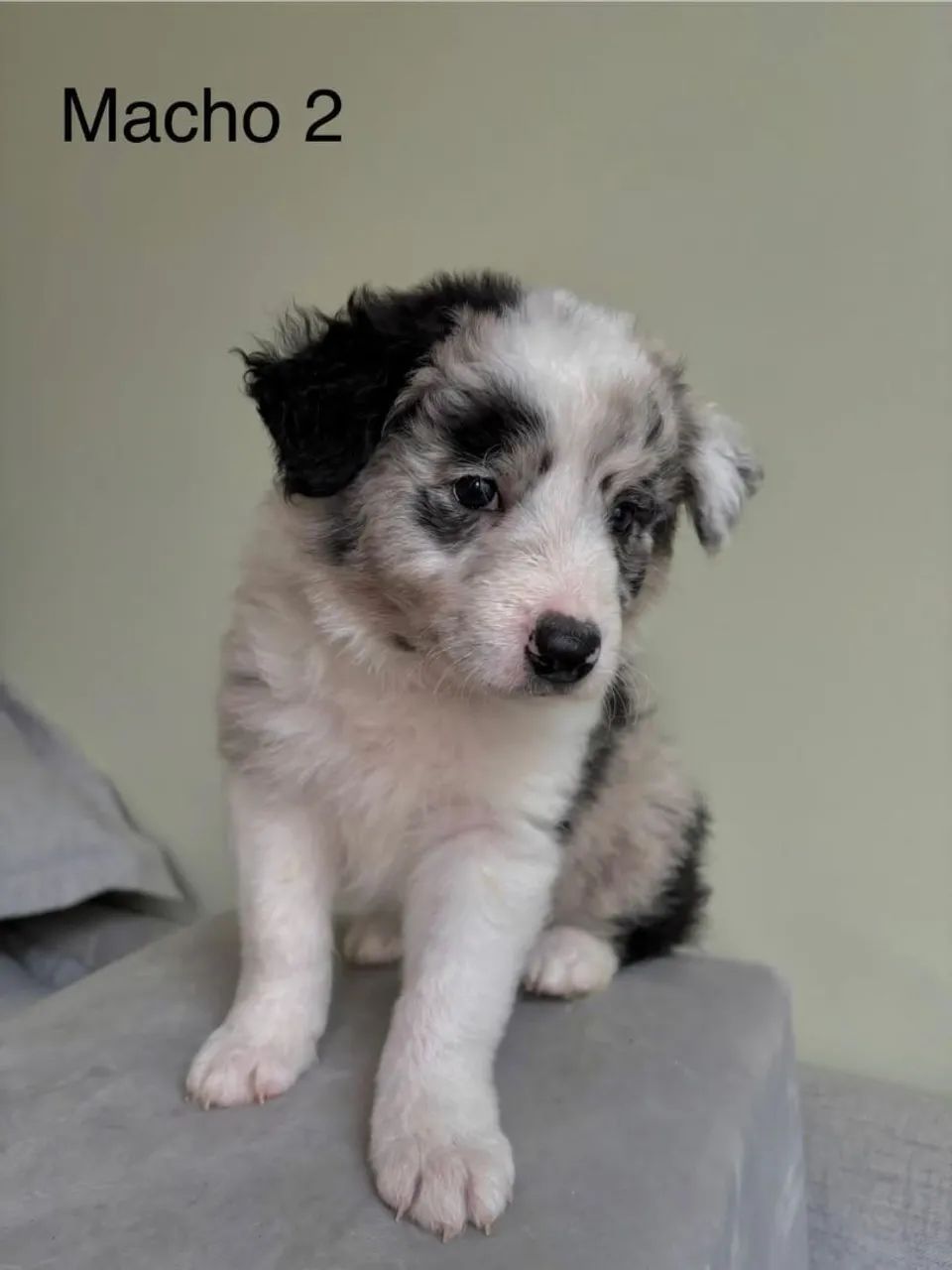 Filhote de border collie um filhote cheio de talento e carinho