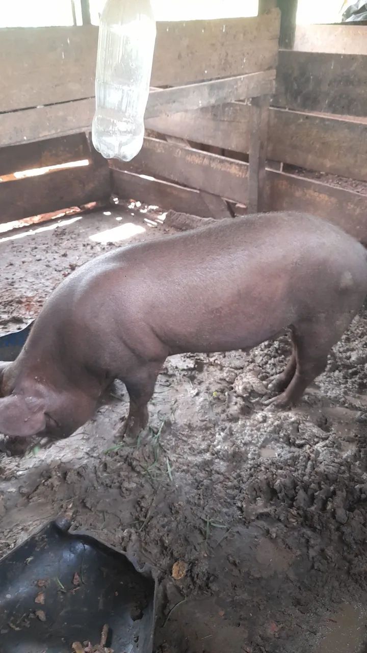 Vendo porco BARRÃO  - Foto 5