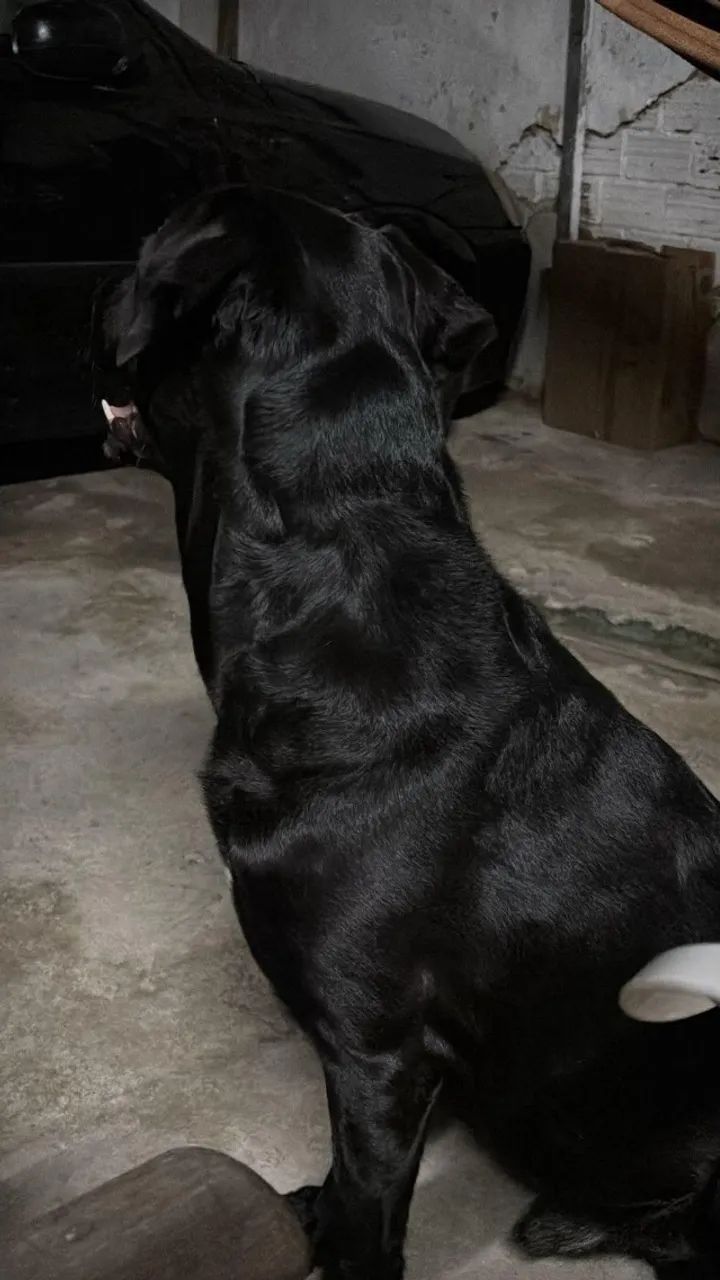 Doação de cachorro  - Foto 3