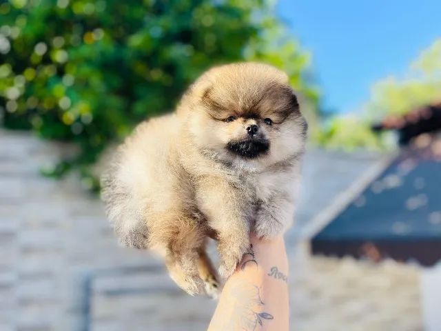 Spitz Alemão anão disponível - lindo e saudável