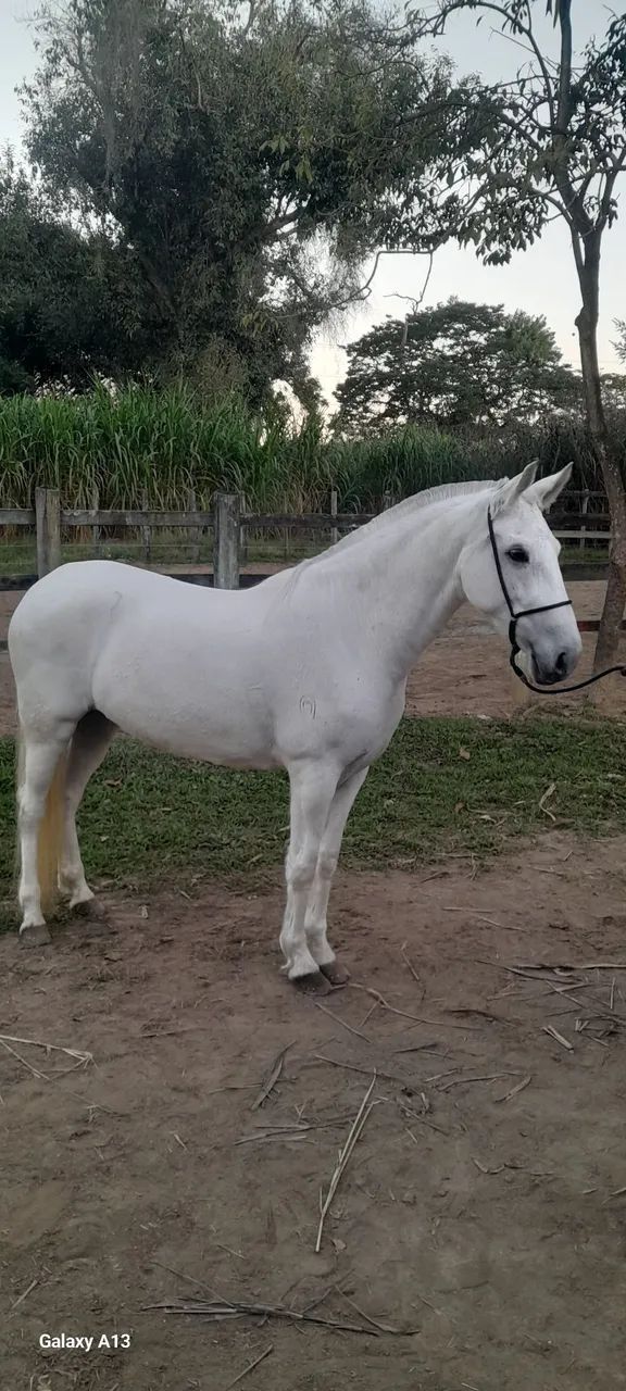 Égua Mangalarga Marchador  - Foto 3