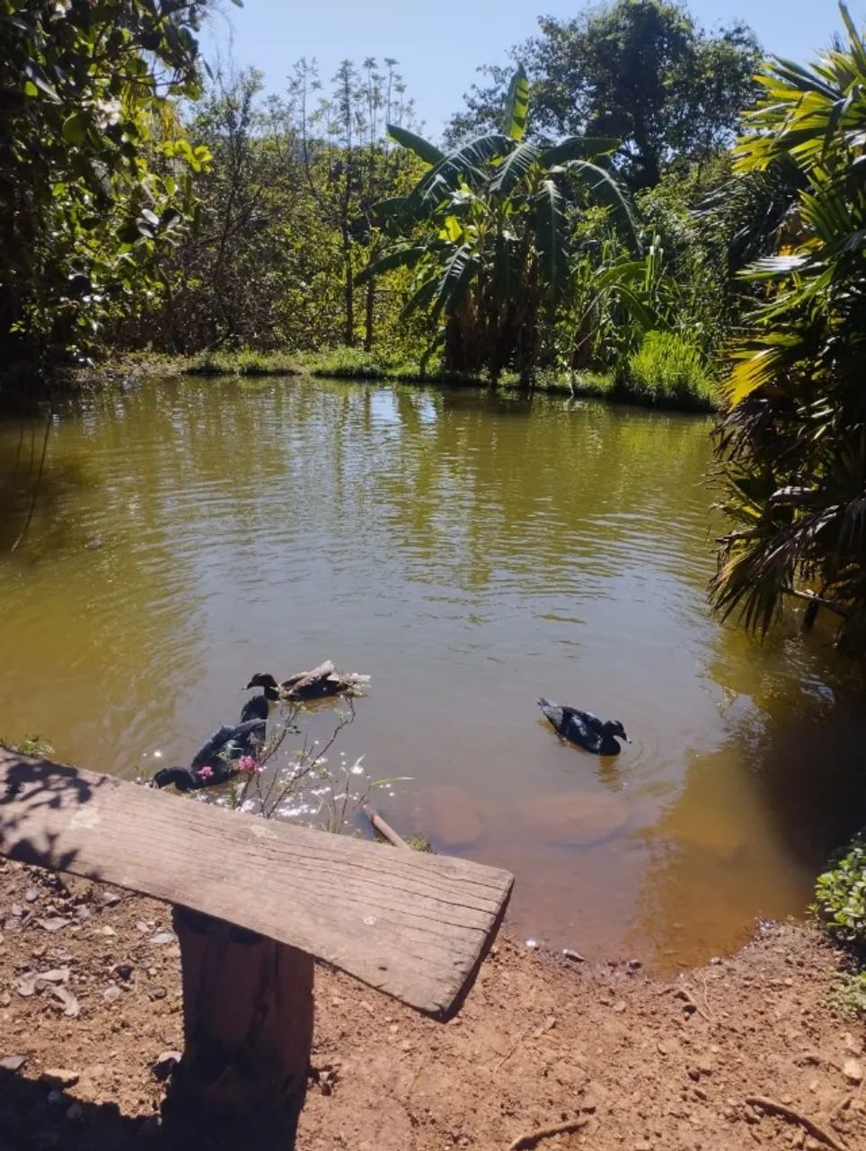 Chacara em Avelinòpolis com corrego